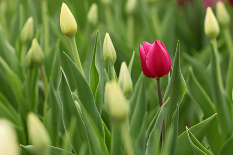 flowers in field